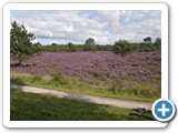Diever2007DwingeloHeide02