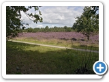 Diever2007DwingeloHeide03