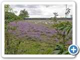 Diever2007DwingeloHeide09
